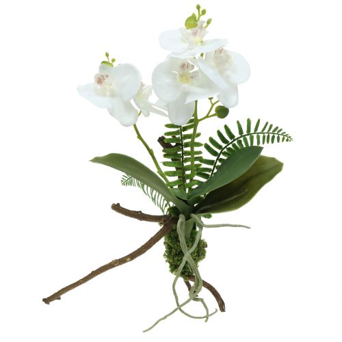 Floristik24 Orquídea branca com bolas de musgo e raízes 36cm