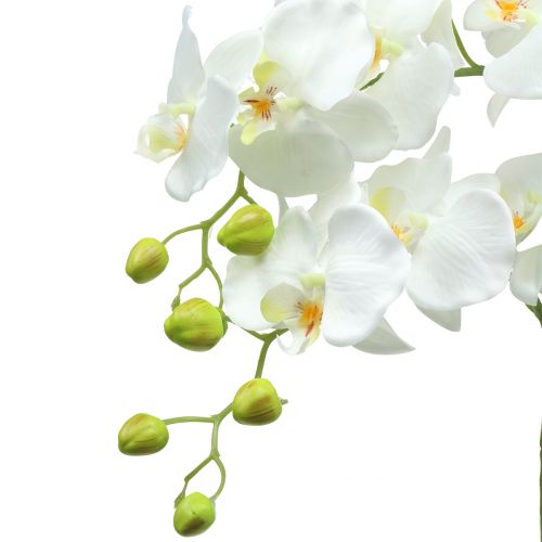 Floristik24 Orquídea Branca em bulbo de 65cm