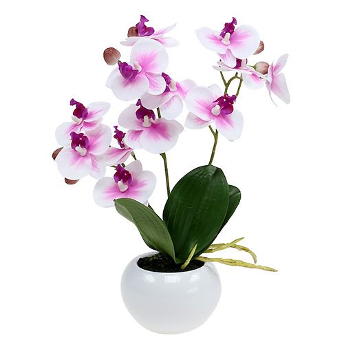 Floristik24 Orquídeas em vaso Alt.30cm branco-rosa