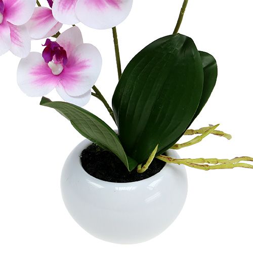 Floristik24 Orquídeas em vaso Alt.30cm branco-rosa