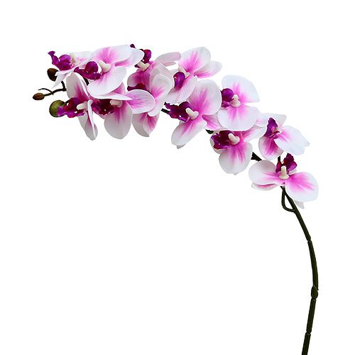 Floristik24 Ramo de orquídea branco-rosa L58cm