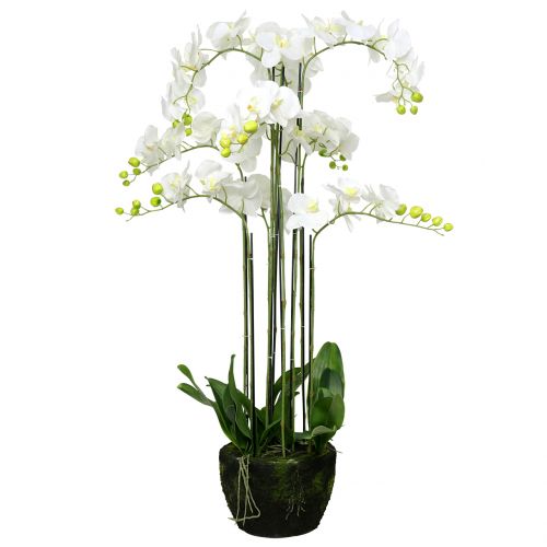 Floristik24 Orquídea branca em uma bola de 118cm