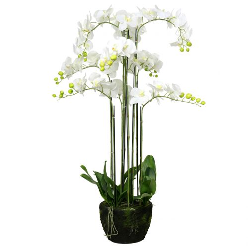 Itens Orquídea branca em uma bola de 118cm