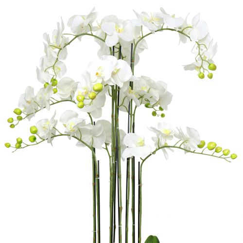 Floristik24 Orquídea branca em uma bola de 118cm