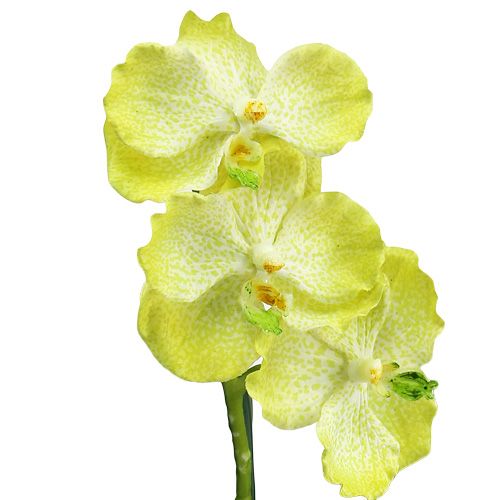 Itens Orquídea com raízes verde claro C43cm