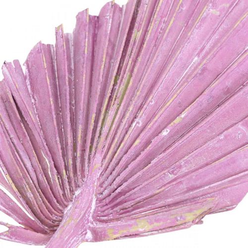 Itens Palmspear Mix Pink Berry, Floricultura Memorial Lavada Branca 65 unidades