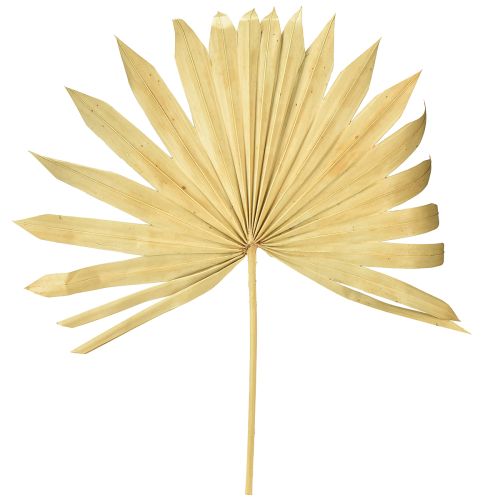 Itens Palmspear Sun Natural Folha de Palmeira Seca Decoração Natural 30 un