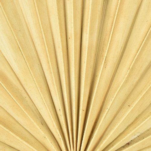 Itens Palmspear Sun Natural Folha de Palmeira Seca Decoração Natural 30 un