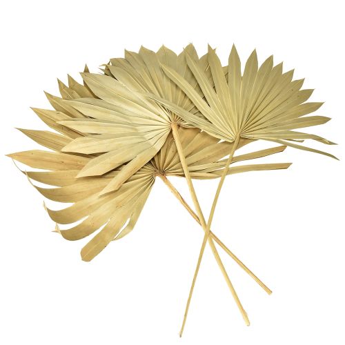 Itens Palmspear Sun Natural Folha de Palmeira Seca Decoração Natural 30 un