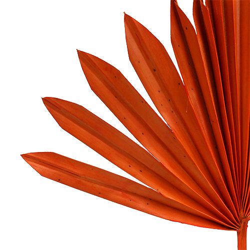 Itens Palmspear Laranja Sol 30 unidades