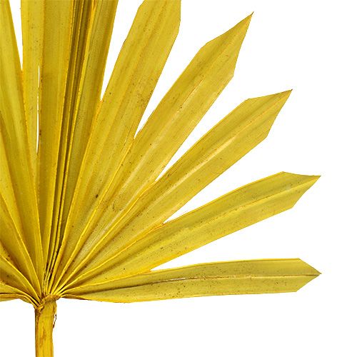 Palmspear Sun mini amarelo 50p
