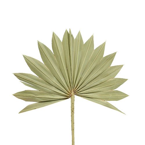 Itens Palmspear Sun mini natureza 50 unidades