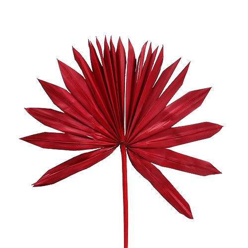 Floristik24 Palmspear Sun mini Vermelho 50 unidades