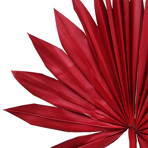 Itens Palmspear Sun mini Vermelho 50 unidades