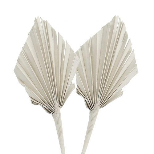 Palmspear Mini Branco lavado 100 un