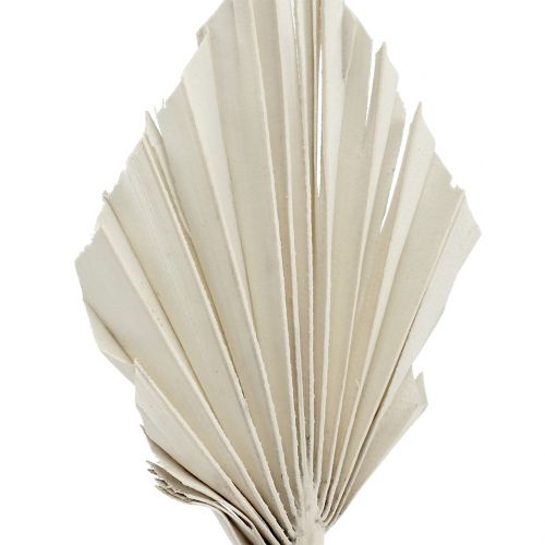 Itens Palmspear Mini Branco lavado 100 un