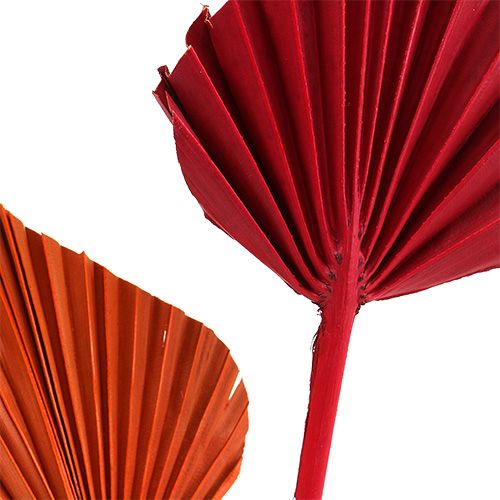 Itens Palmspear sortido vermelho/laranja 50 unidades