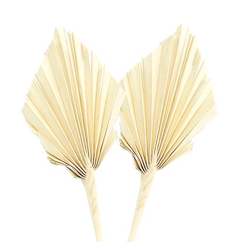 Palmspear mini branqueado 50 peças