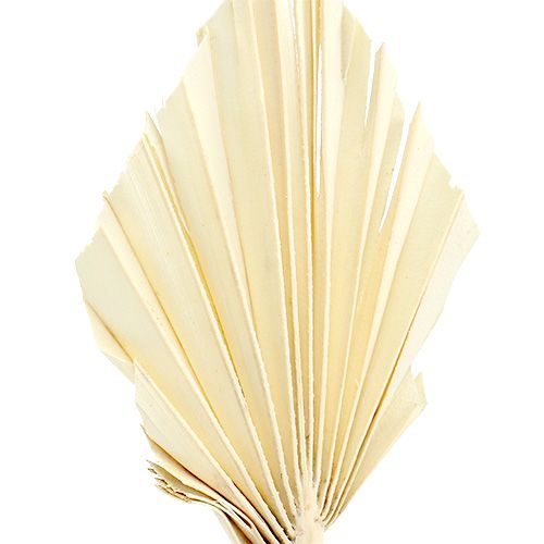 Palmspear mini branqueado 50 peças