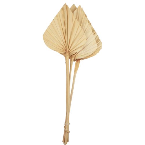 Floristik24 Palmspear folhas de palmeira decoração natural branqueadas 12,5×38cm 4 un