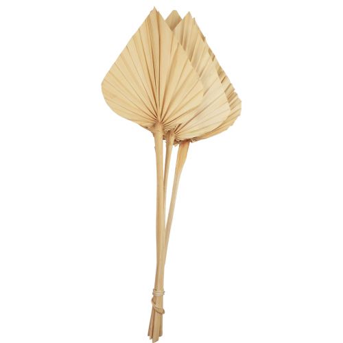 Floristik24 Palmspear Palm Leaves Decoração Natural Branqueada 12,5×38cm 4pcs