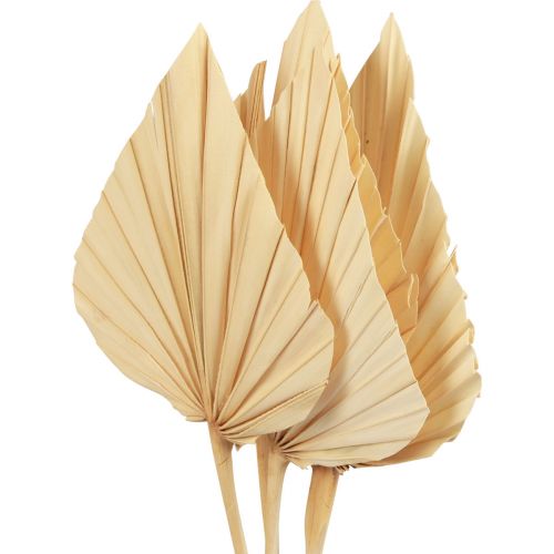 Floristik24 Palmspear folhas de palmeira decoração natural branqueadas 12,5×38cm 4 un