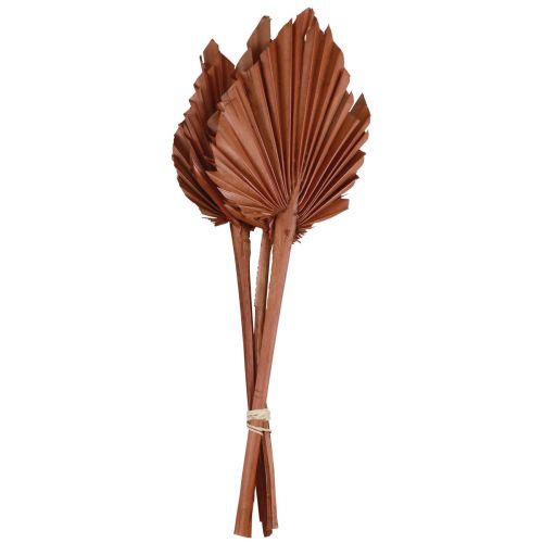 Itens Palmspear folhas de palmeira decoração natural marrom 5-9×14cm C35cm 4pcs