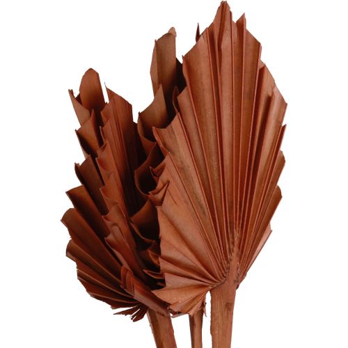 Palmspear folhas de palmeira decoração natural marrom 5-9×14cm C35cm 4pcs