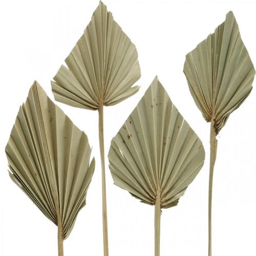 Mini lança de palma, flores secas, decoração do advento, dias comemorativos naturais L33–34cm L7–9cm 4pcs