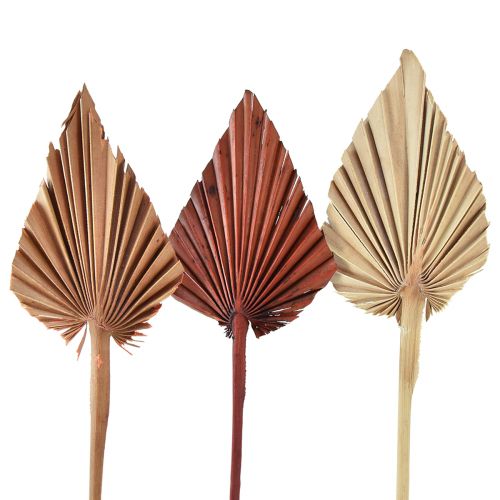 Floristik24 Palmspear Marrocos sortido 30 unidades