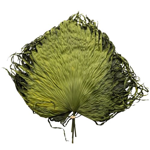 Floristik24 Folhas de palmeira secas decoração Saribus verde 45cm 5 peças