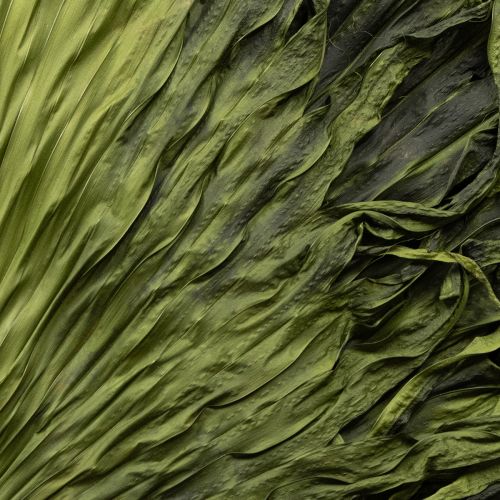 Floristik24 Folhas de palmeira secas decoração Saribus verde 45cm 5 peças