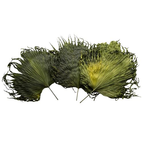 Floristik24 Folhas de palmeira secas decoração Saribus verde 45cm 5 peças