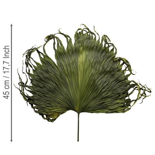 Folhas de palmeira secas decoração Saribus verde 45cm 5 peças