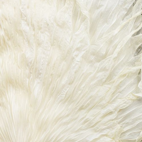 Itens Folhas de palmeira secas decorativas branqueadas 45cm 5 unidades