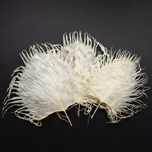 Itens Folhas de palmeira secas decorativas branqueadas 45cm 5 unidades