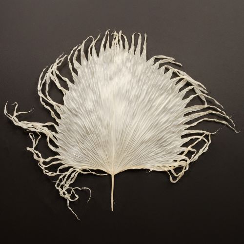 Itens Folhas de palmeira secas decorativas branqueadas 45cm 5 unidades