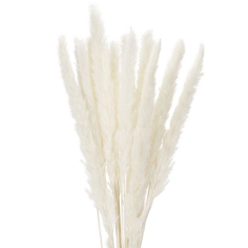 Flores secas de capim-dos-pampas branqueadas, 70 cm, 15 unidades comprar | Floristik24.pt