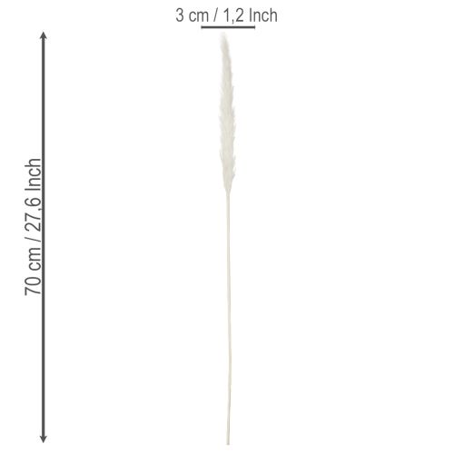 Flores secas de capim-dos-pampas branqueadas, 70 cm, 15 unidades | Floristik24.pt