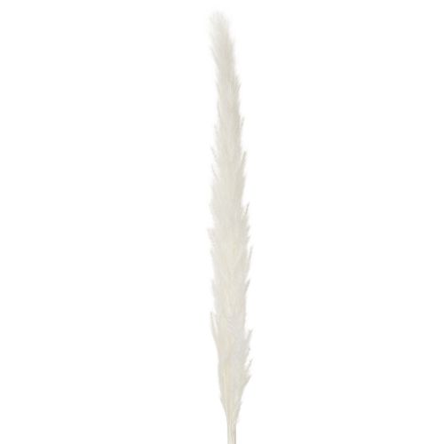Flores secas de capim-dos-pampas branqueadas, 70 cm, 15 unidades | Floristik24.pt