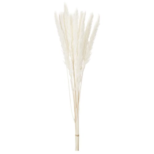 Flores secas de capim-dos-pampas branqueadas, 70 cm, 15 unidades | Floristik24.pt