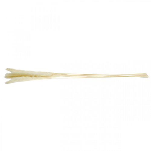 Floristik24 Creme de capim-dos-pampas seco para buquê seco 65-75cm 6 un.