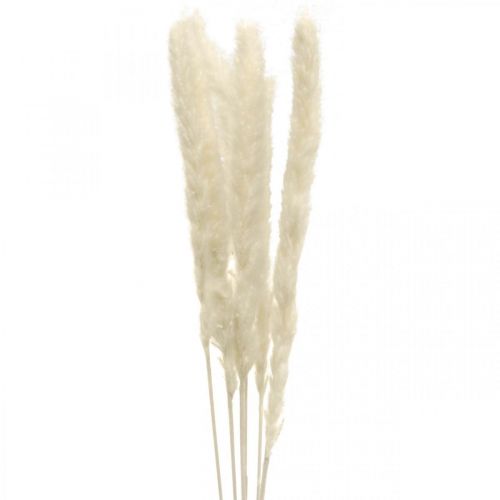 Floristik24 Creme de capim-dos-pampas seco para buquê seco 65-75cm 6 un.