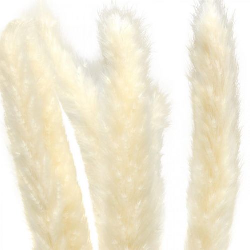 Floristik24 Creme de capim-dos-pampas seco para buquê seco 65-75cm 6 un.