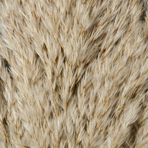 Itens Capim-dos-pampas seco decorativo, capim seco natural 95cm 3 peças