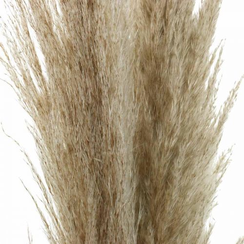 Itens Grama dos pampas grama seca natural deco buquê seco 1m 3 peças