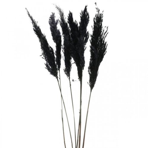 Floristik24 Grama dos pampas preta 65-75cm grama seca decoração natural 6 peças