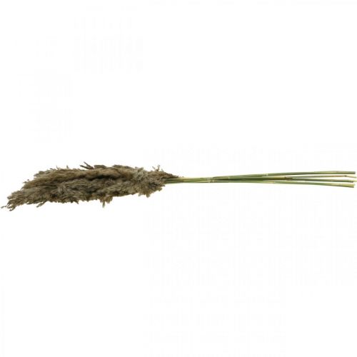 Floristik24 Grama de pampa seca natural para buquê seco 70-75cm 6 un