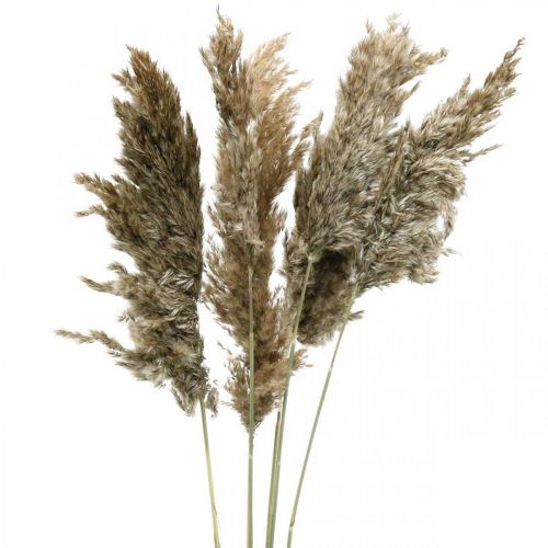 Floristik24 Grama de pampa seca natural para buquê seco 70-75cm 6 un