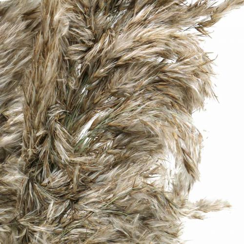 Floristik24 Grama de pampa seca natural para buquê seco 70-75cm 6 un